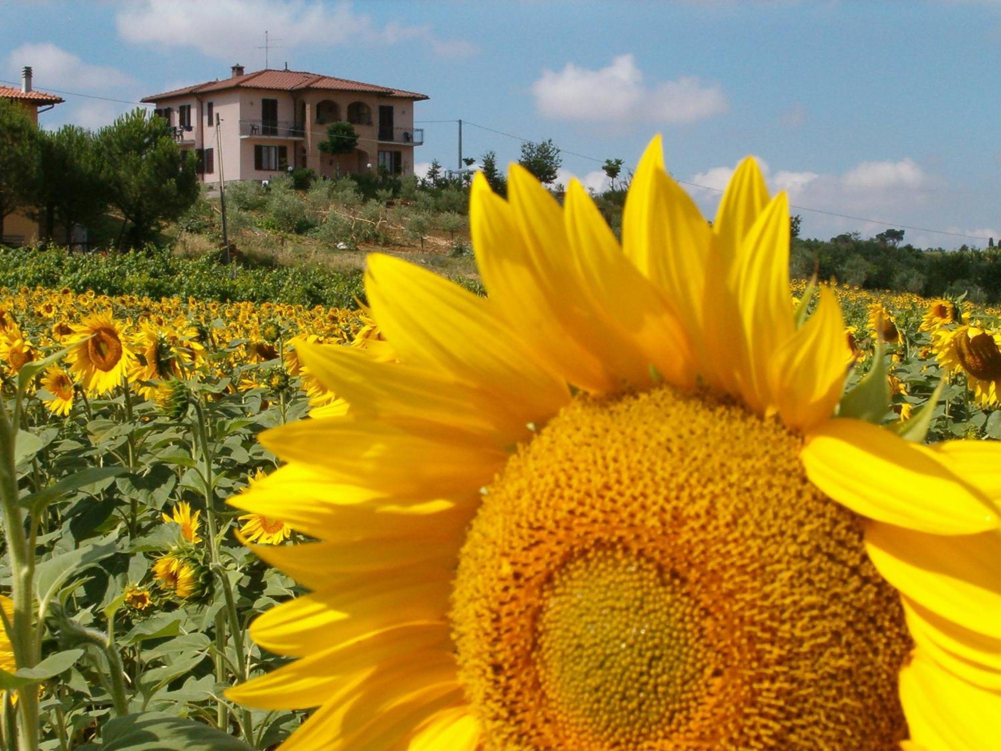 B&B Il Girasole - Rooms & House In Country - 1500 Meters From Historic Center Montepulciano Stazione Buitenkant foto
